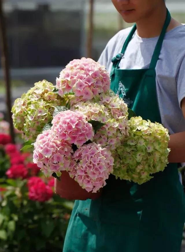 魔幻海洋               魔幻海洋花型球状明显,花瓣有